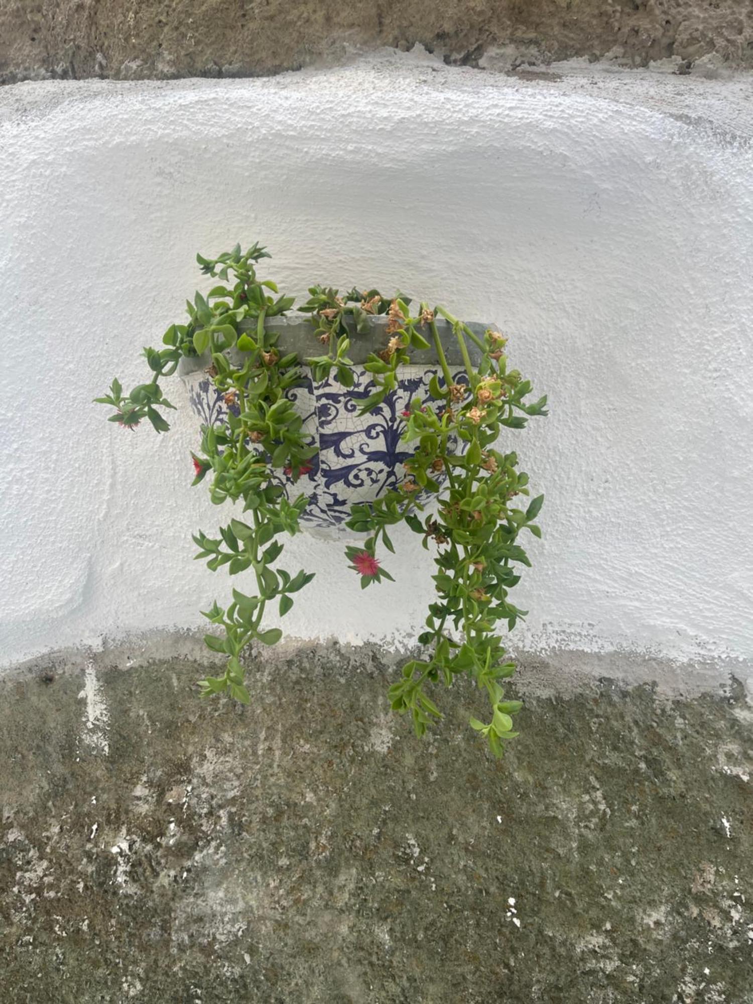 이스키아 Casa Delle Rose 아파트 외부 사진